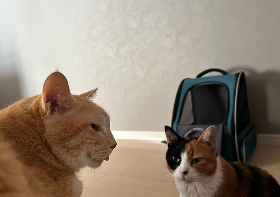 壁紙の貼り替えをご依頼いただいたお住まいの、茶トラと三毛の猫ちゃん