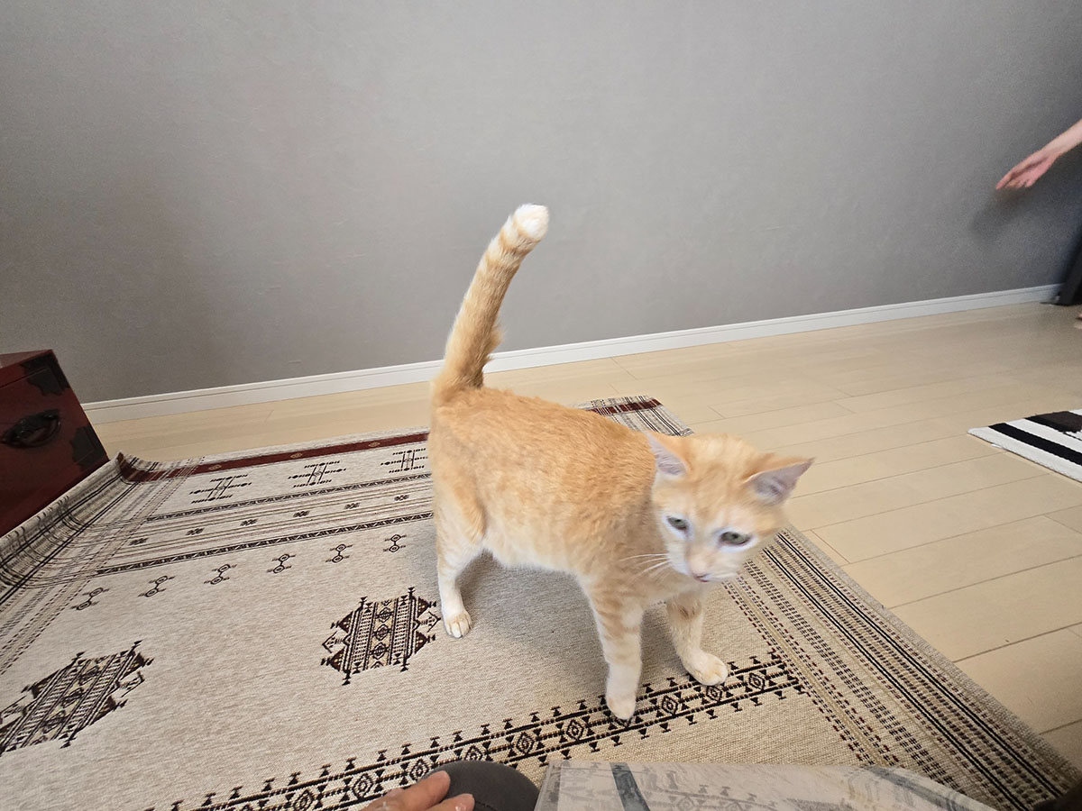 スーパー耐久性クロスに貼り替えた壁の前で過ごす茶トラの猫ちゃん