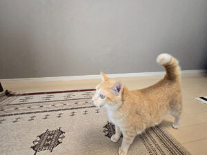 グレー系のスーパー耐久性クロスを背景に、室内で過ごす茶トラの猫ちゃん