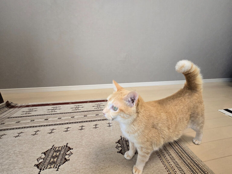 グレー系のスーパー耐久性クロスを背景に、室内で過ごす茶トラの猫ちゃん